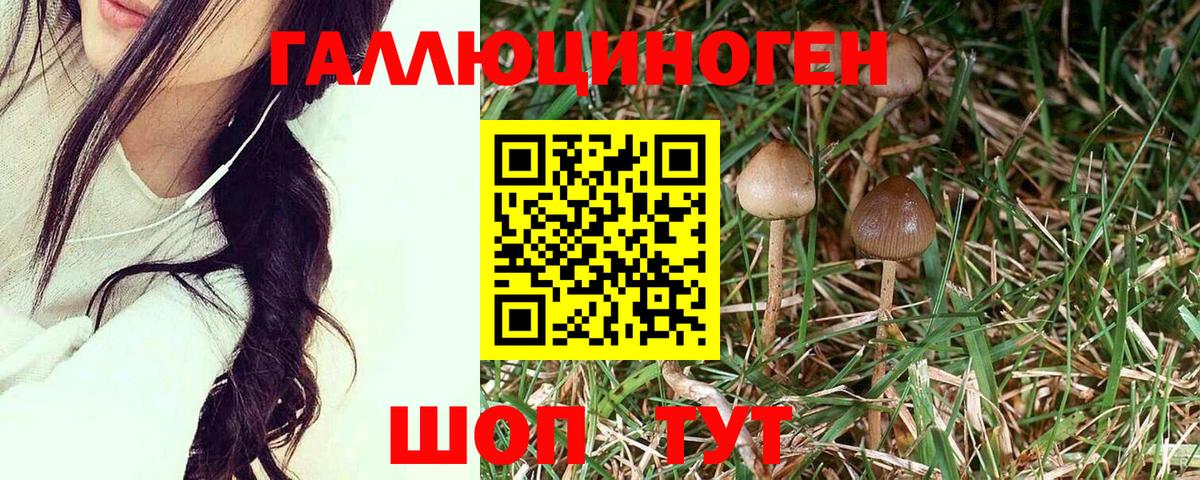 Долгопрудный  Галлюциногенные грибы GOLDEN TEACHER  где можно купить   Вход с VPN 